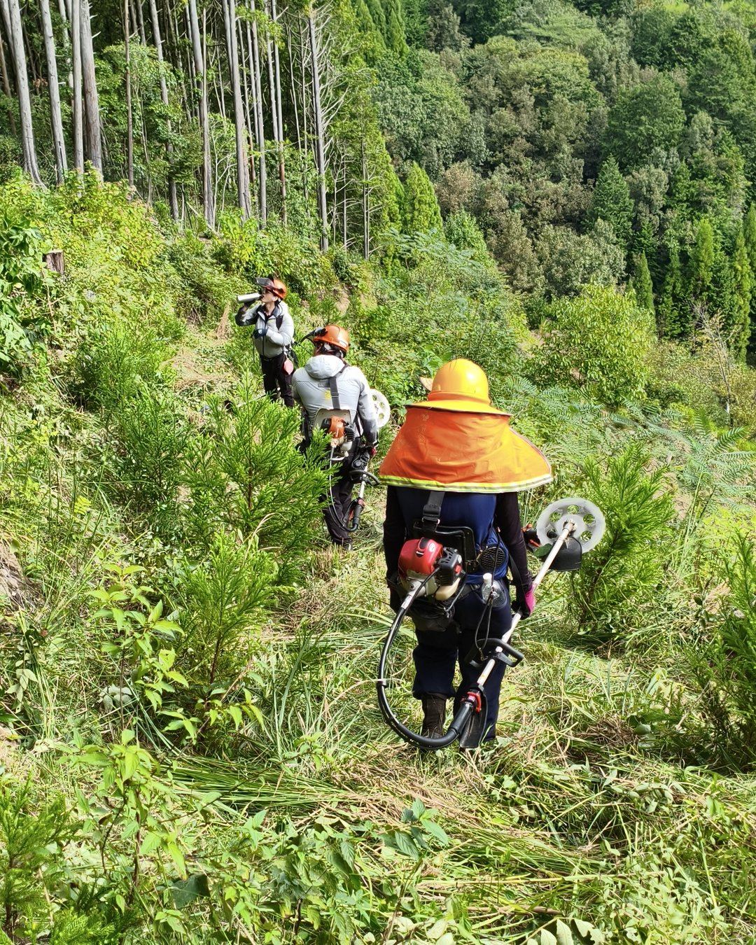 Forestry team clearing a hillside on a reforestation site